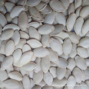 8-10cm shine skin middle size pumpkin seeds